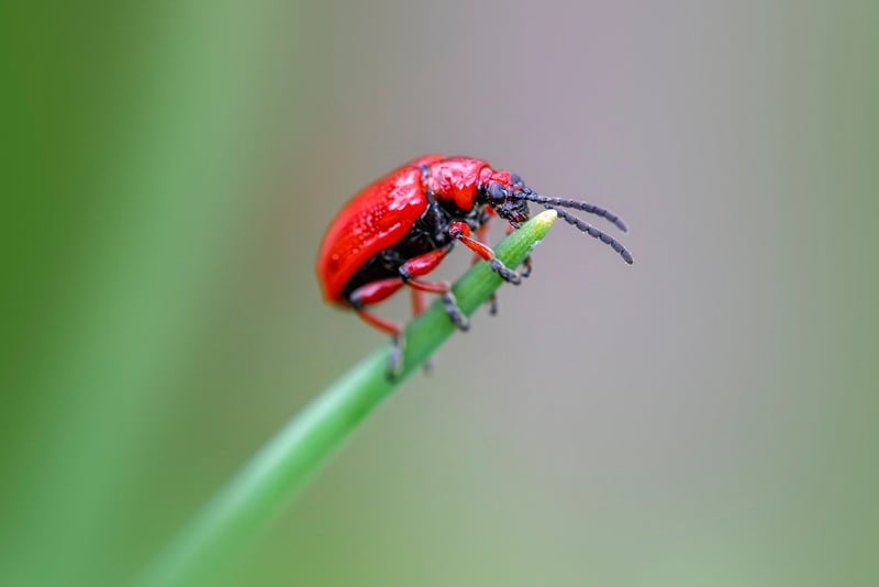 Pest Control for Vertical Gardens