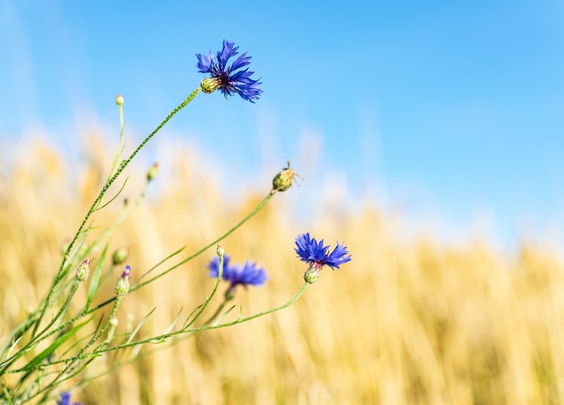 Summer Flowers
