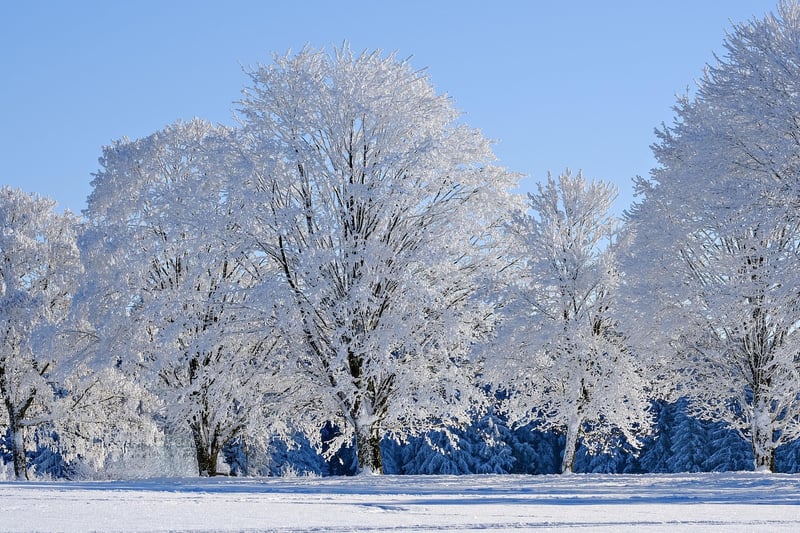 Winter Snow Plant